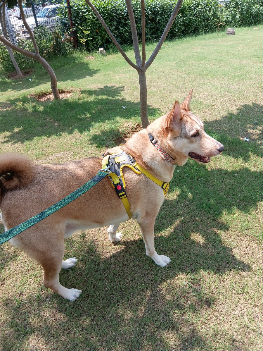 KohliRoohi's tweet photo. @TheViditsharma Indeed. They are the best. 
The furry babies who rescued me:
Speedy(10) &amp; Pluto(5)
#adoptindiedogs https://t.co/1dW6aPvEoD