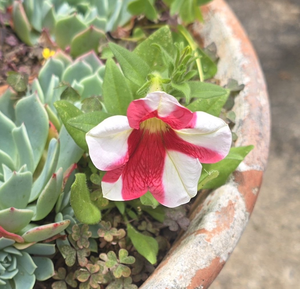 Something else is called this