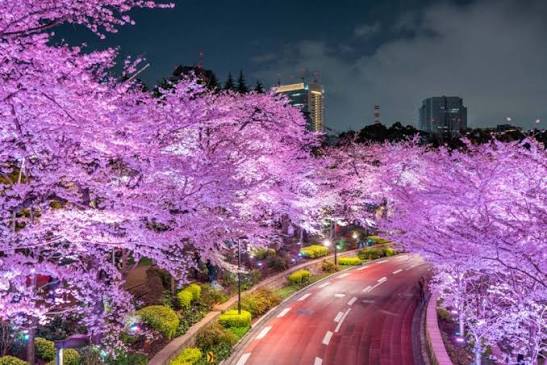 twb_io's tweet photo. 1 of 100 Must-Try Experiences Around the World 

1. 🇯🇵 Tokyo_Cherry Blossom Viewing

#twb #adventure https://t.co/Q38Zfg75SR