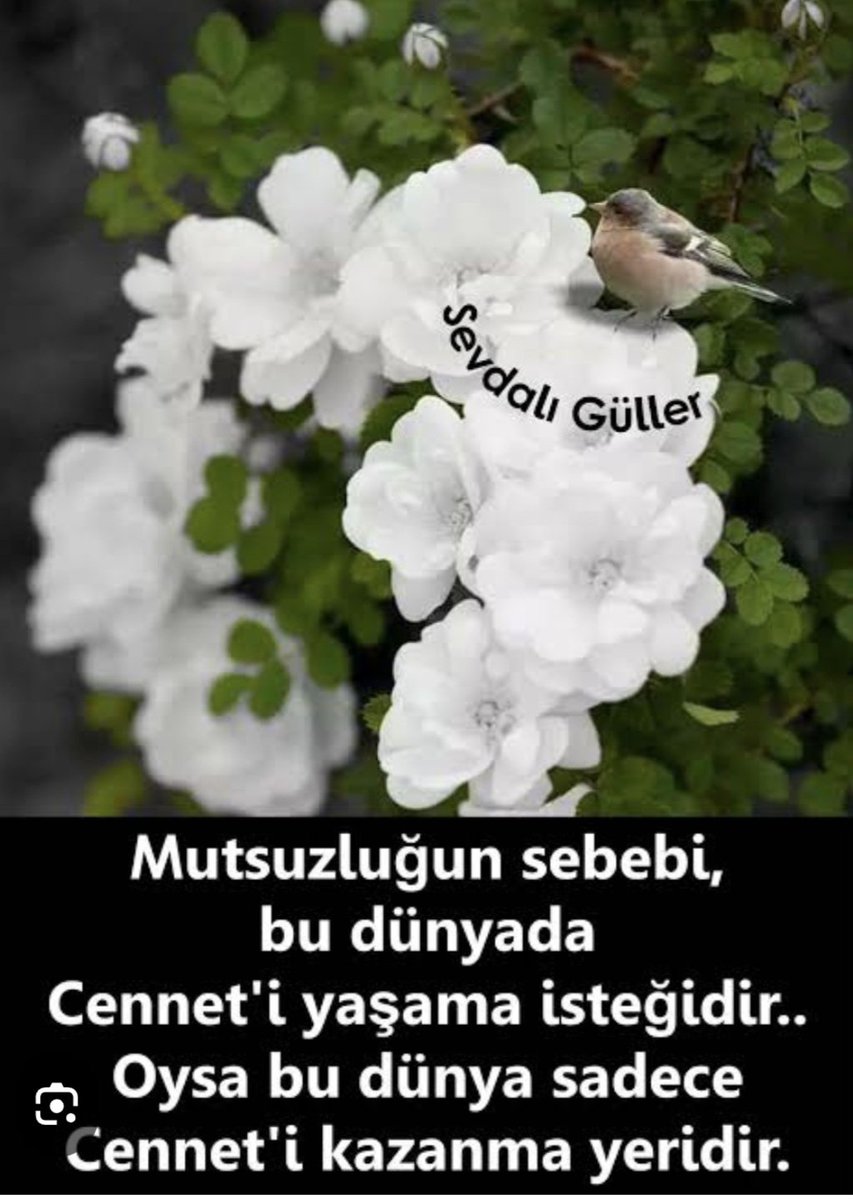 Kaktüs (@kaktuspooo) on Twitter photo 