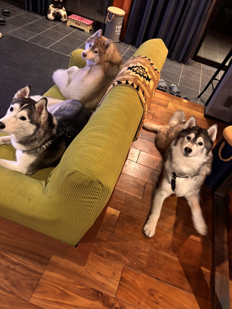 ちゃちゃまる もちゃまる (@mochamaru320) / Posts / X