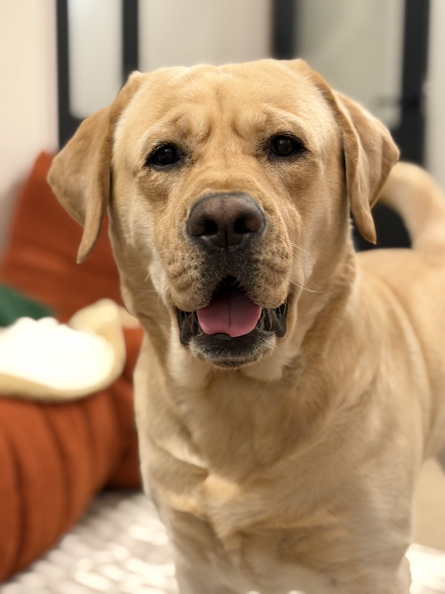 新しいボール出してあげたらこの顔🌟