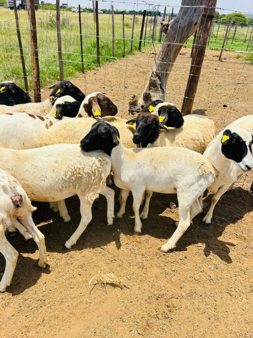 Dorper commercial, 1800 each
Meatmaster females 3000
Meatmaster Ram 9k
Dorper Ram 7500
Number 77726593
Location Thamaga

nthuseng