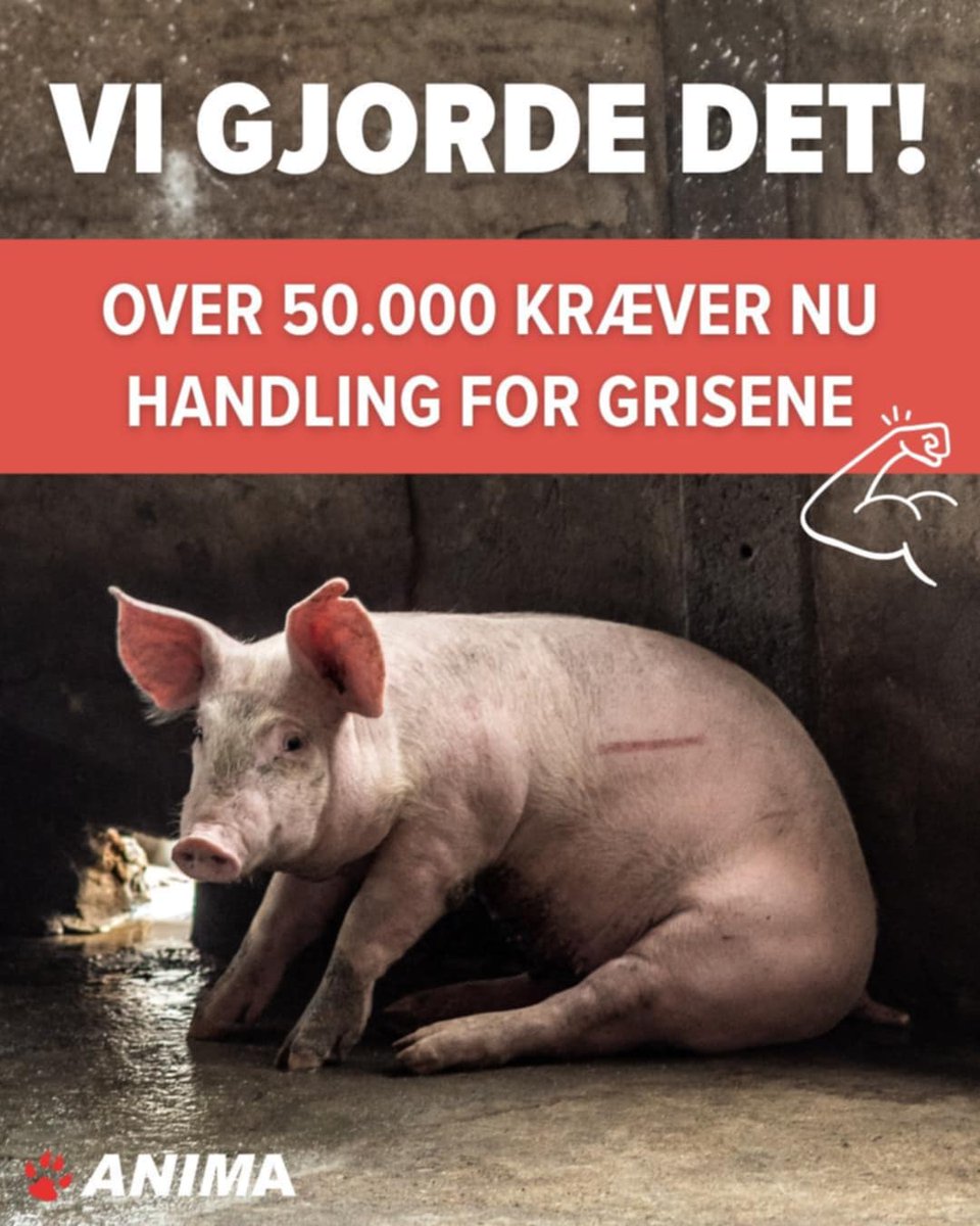 animadk's tweet photo. 📣 Over 50.000 har på blot 3 DØGN skrevet under på borgerforslaget om at forbedre forholdene for grisen 💪

Folket har talt, og den massive opbakning sender et klart og tydeligt signal: Tiden er løbet fra griseproduktionen, som vi kender den i dag ❌

#dkpol #dyrevelfærd https://t.co/JSvxDA4qPD