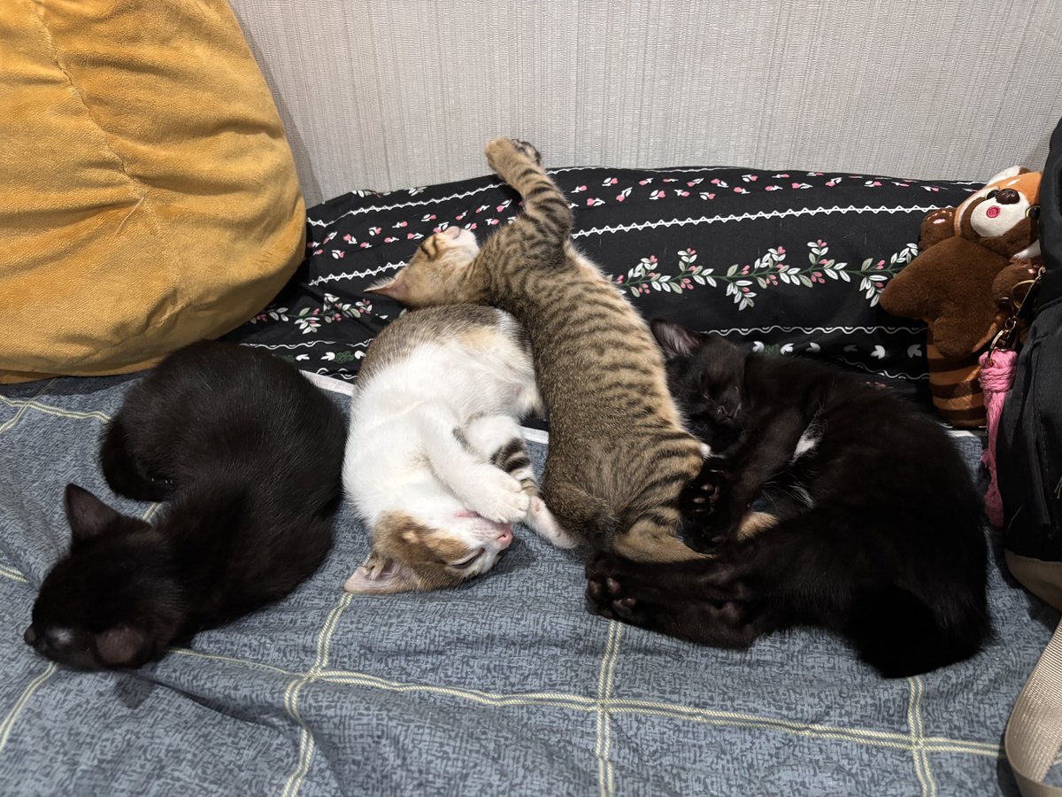 Cimoy🦭 tweet media