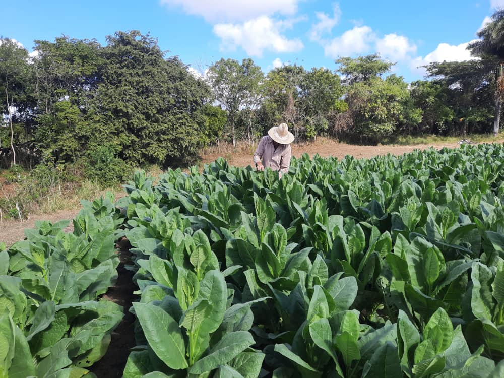 💻 La página web de Radio Sancti Spíritus sugiere:
🌿 En la finca de los Viña, enclavada en el municipio espirituano de Taguasco, se da continuidad a la tradición tabacalera de cerca de un siglo en  el cultivo del sistema de sol en palo.
#GenteQueSuma radiosanctispiritus.cu/es/nueva-gener…