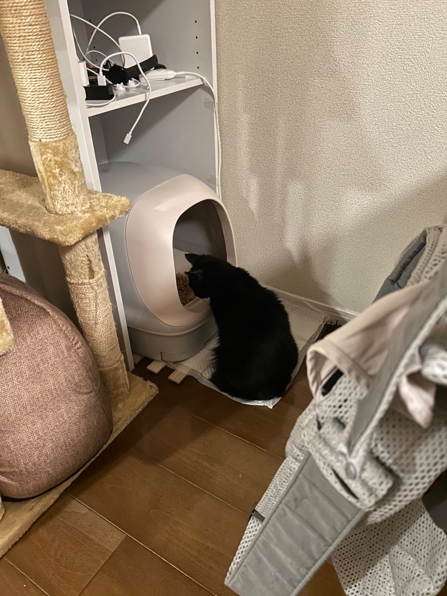 adforest1's tweet photo. 最近粗相エグいのでおトイレ成功した直後におやつあげてみたら名残惜しそうにずっっっっっといる https://t.co/wr4m4QHm0a