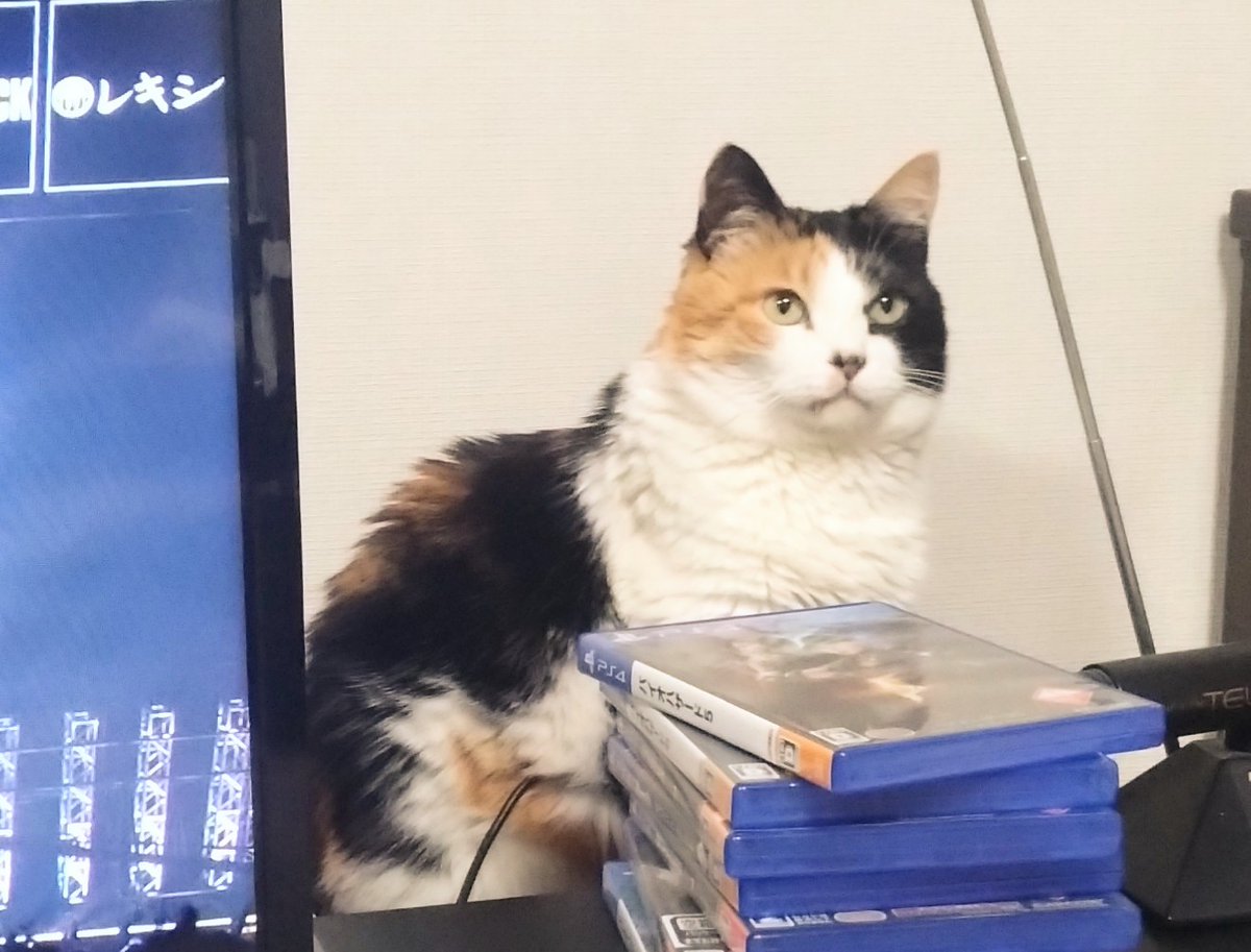 テレビ画面に向かってペンラ振る私を見ている姐さん(猫)