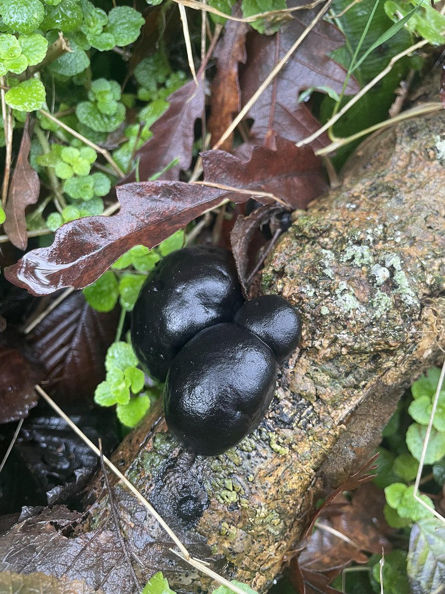 DCKC87's tweet image. Managed a walk in the rain! Pretty sure it’s my first earth star although it’s seen younger days. Some dead man’s fingers and some coal fungus added to a nice find. 
#Mushrooms #Fungi #mushroomoasis #Mushroomoftheday