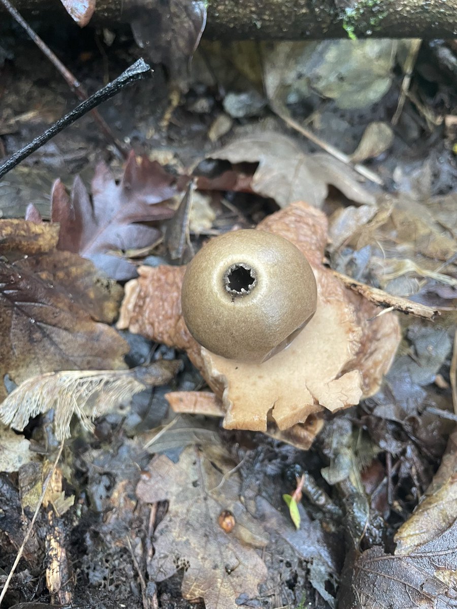 DCKC87's tweet image. Managed a walk in the rain! Pretty sure it’s my first earth star although it’s seen younger days. Some dead man’s fingers and some coal fungus added to a nice find. 
#Mushrooms #Fungi #mushroomoasis #Mushroomoftheday