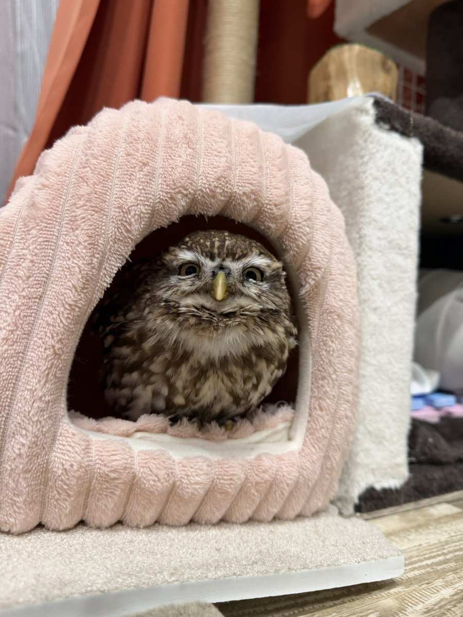 今日飼い主おかあしゃん Lv52になりました🥰 今年は色々挑戦する年に