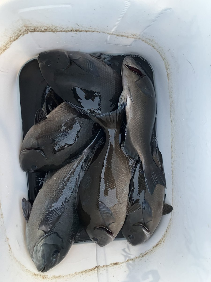 わいじーさん( xyz0611) (@pqxyzpq) / Posts / X