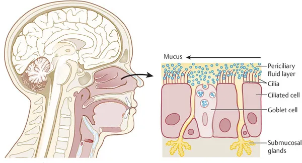 Nasal breathing:
1) filters bacteria/viruses
2) warms air to body temp
3) humidifies inspired air

Mouth breathing bypasses all of these protective mechanisms, delivering cold, dry, unfiltered air directly to the trachea.