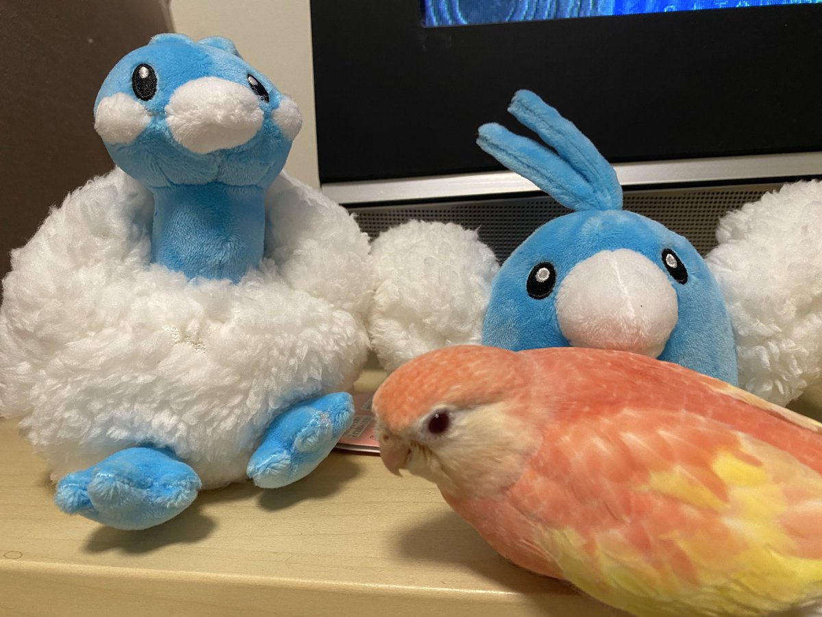 先日ゲットしたポケモンたちです