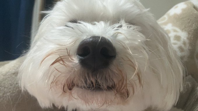 今日のかわいいドッグです 