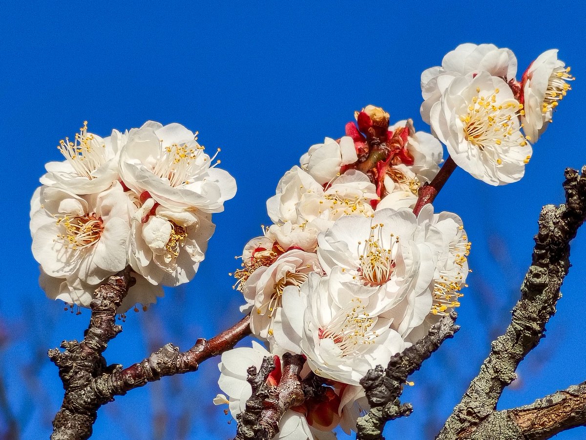 神々しいシーン、富士山、そして梅の花と色々スポットを回ってきました🚙💨