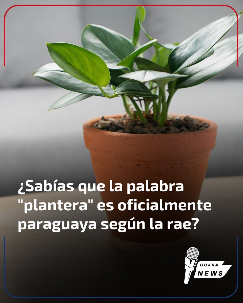 guaranewsPY's tweet image. ¿SABÍAS QUE LA PALABRA “PLANTERA” ES OFICIALMENTE PARAGUAYA SEGÚN LA RAE?

A menudo pensamos que hablamos “mal” o diferente, pero la RAE nos da la razón. El Diccionario de la lengua española incluye la palabra “plantera” como un término propio y legítimo de Paraguay. A diferencia…