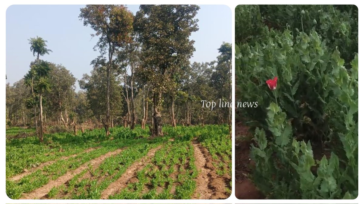 PALAMU - 15 एकड़ में लह लहा रही अफीम की फसल, 100 करोड़ से अधिक की फसल, पलामू पुलिस अनजान।
<a href="/DC_Palamu/">DC Palamu</a> 
<a href="/policepalamau/">Palamu Police</a> 
<a href="/JharkhandPolice/">Jharkhand Police</a> 

#toplinenews