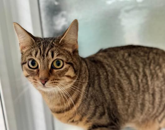 team_greenacres's tweet image. 😺Pixie is a delightful 10 month old cat with a wonderfully friendly &amp;amp; outgoing personality😺

She loves being around people &amp;amp; is always keen to join in, whether that’s playing with toys, exploring her surroundings or soaking up plenty of attention

Pixie is very affectionate &amp;amp;