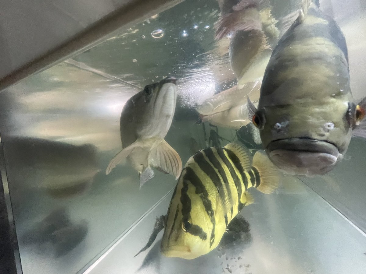 Maaa_aquarium's tweet photo. ７連勤終了ー！☑️
明日休んだら６連勤！ https://t.co/1nWKrD1K2p