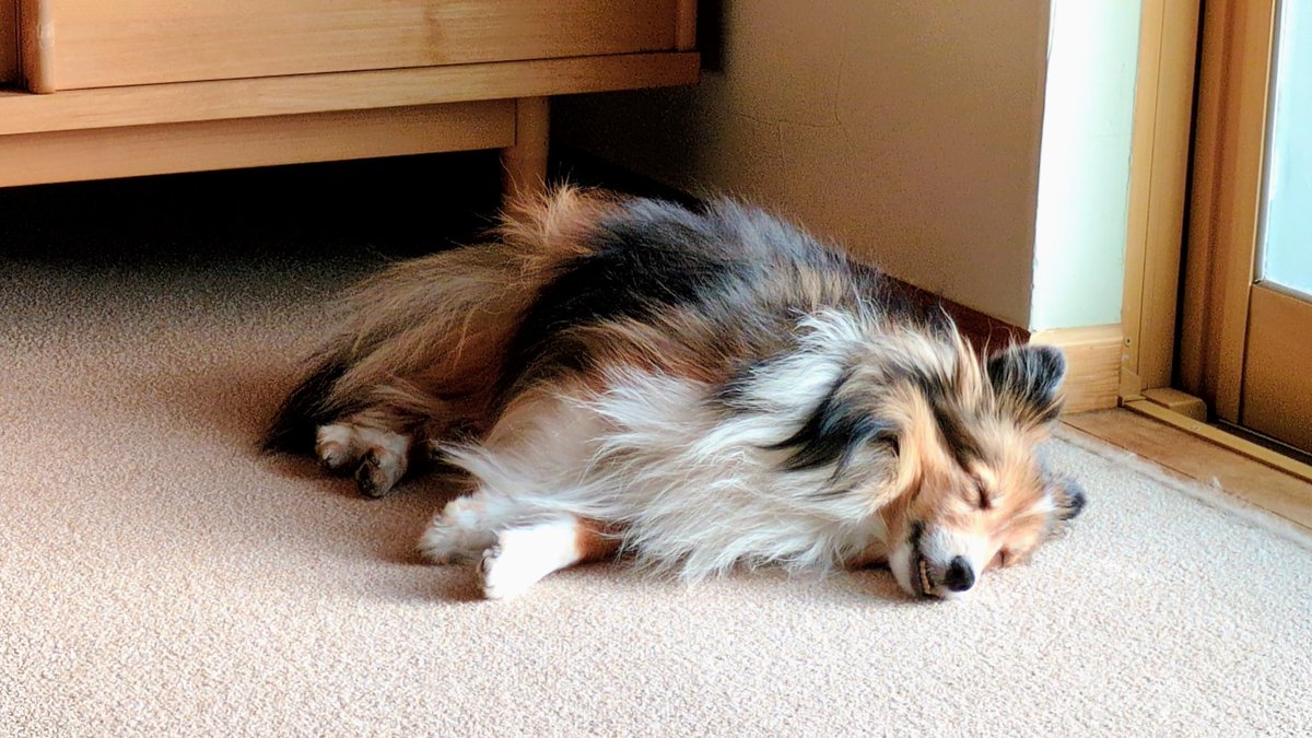 1月とは思えないあたたかさで、暖房なしでもぽっかぽかでお昼寝できちゃうね🤭
#シェルティ