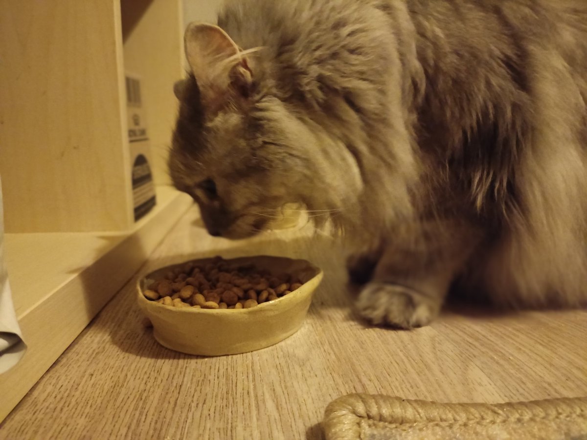 quick_spinch's tweet image. Даже у нашей кошки теперь глиняные миски ручной лепки 🤔