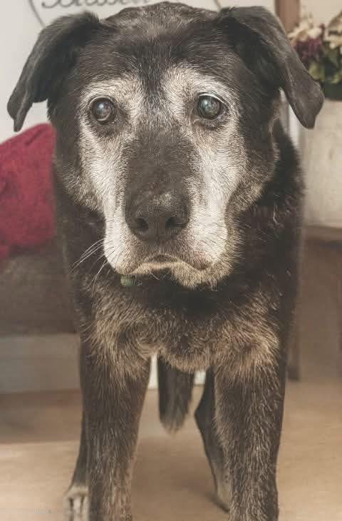 _XDogs's tweet photo. Just a reminder..🥰 Old dogs are beautiful too❤️ https://t.co/MxLvU0ECCN