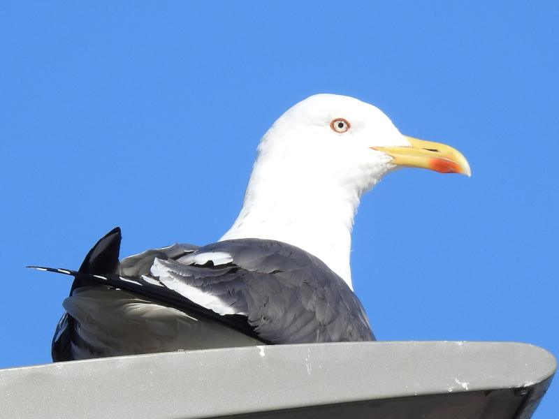 Animalandia tweet media