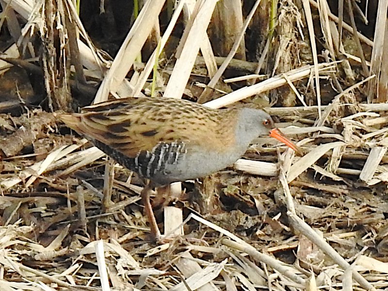 Animalandia tweet media