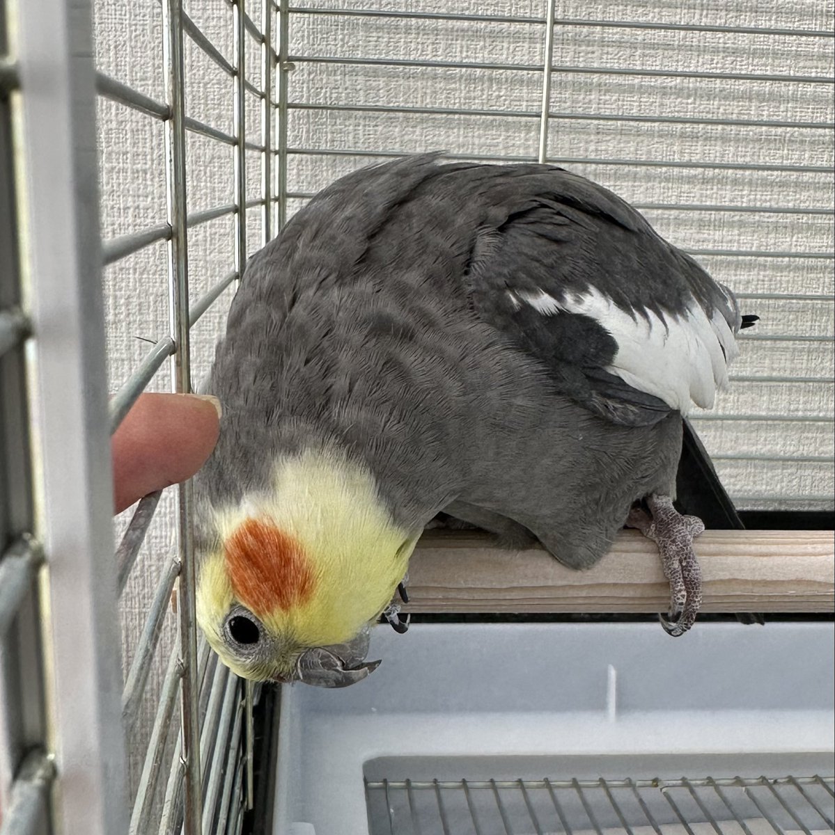 今日はBBH <a href="/Bridge_f_birds/">NPO法人 Bridge for the birds</a> 施設のお世話担当ではなかったのですが、用事があって立ち寄りました。
待ち受けていたのは、オカメ男子ポコ氏のカキカキ要求タイム。
その後はご機嫌にお歌を歌っていました😊
電話のモノマネが大得意、スタッフを電話に走らせてくれます💦
年齢は不明。