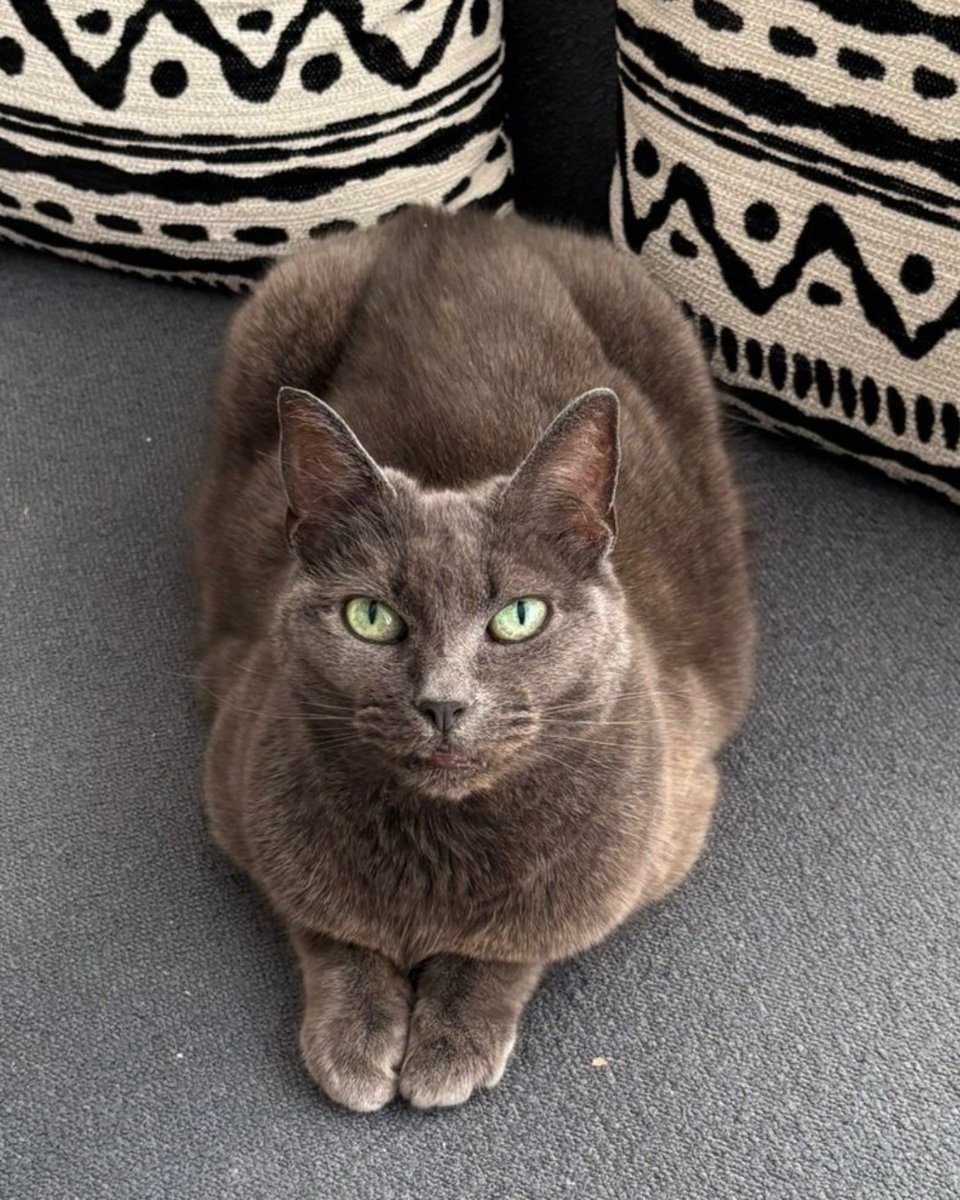 The_Blue_Cross's tweet image. Introducing our little legend, Zelda! 🌿

This little adventurer is searching for a rural home where she can explore outdoors by day and sleep cosily at night.

If you value quiet companionship, Zelda could be your perfect match. 💚

Meet Zelda! bit.ly/3NaULiq #Caturday