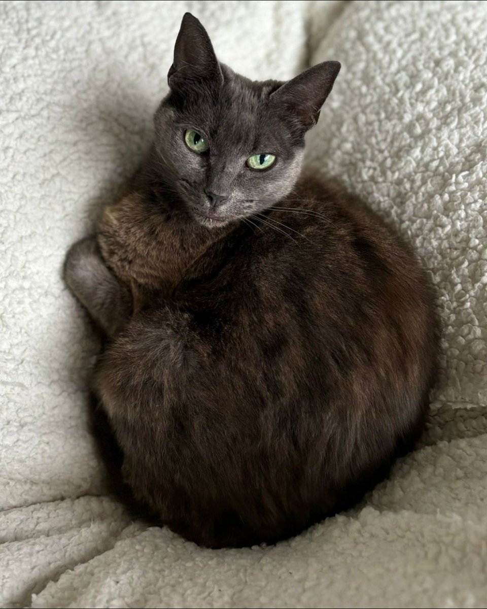 The_Blue_Cross's tweet image. Introducing our little legend, Zelda! 🌿

This little adventurer is searching for a rural home where she can explore outdoors by day and sleep cosily at night.

If you value quiet companionship, Zelda could be your perfect match. 💚

Meet Zelda! bit.ly/3NaULiq #Caturday