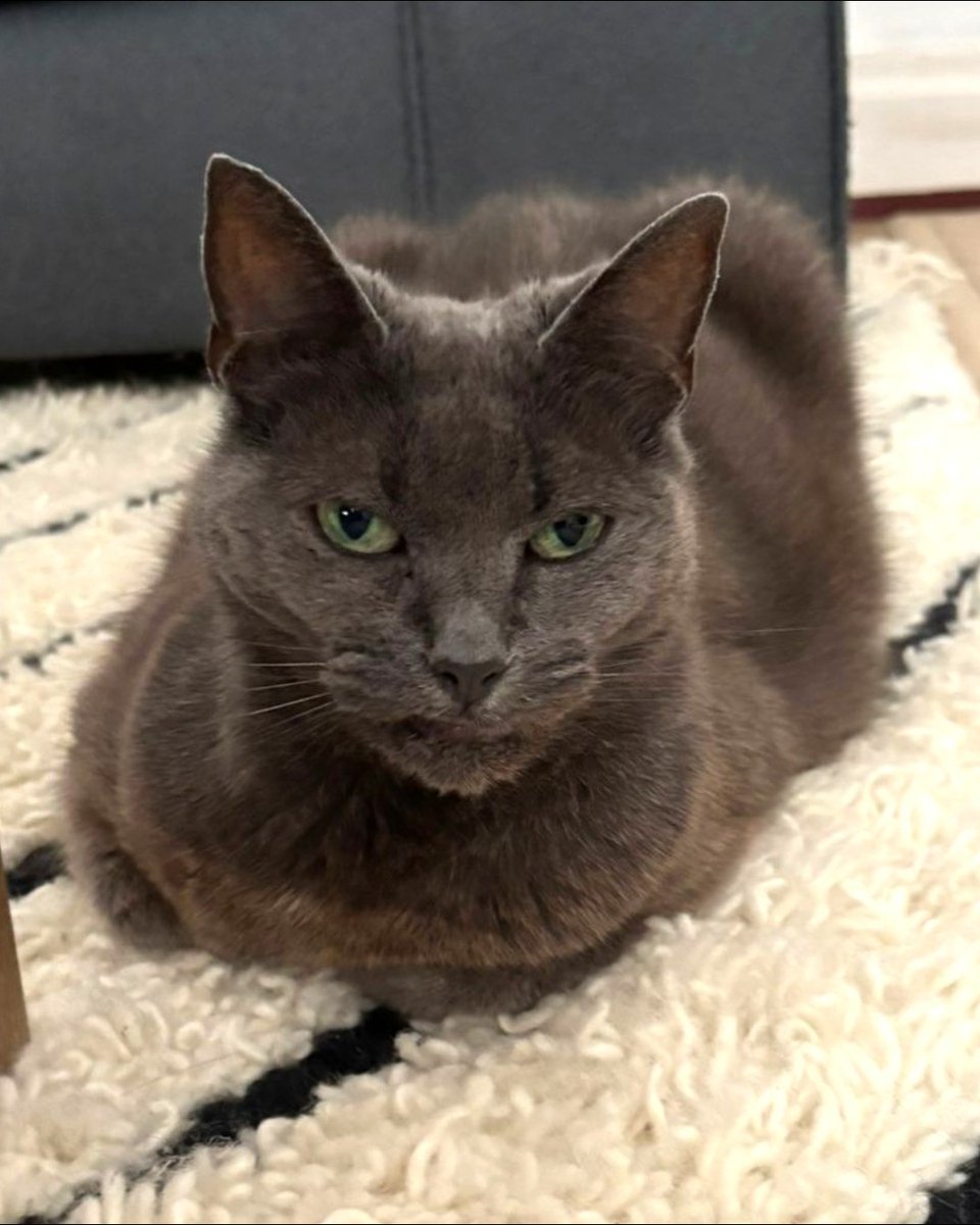 The_Blue_Cross's tweet image. Introducing our little legend, Zelda! 🌿

This little adventurer is searching for a rural home where she can explore outdoors by day and sleep cosily at night.

If you value quiet companionship, Zelda could be your perfect match. 💚

Meet Zelda! bit.ly/3NaULiq #Caturday