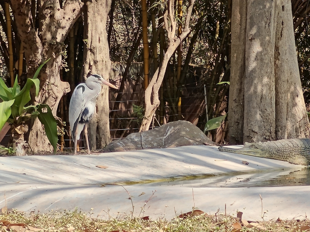 A dinosaur and its closest living relative