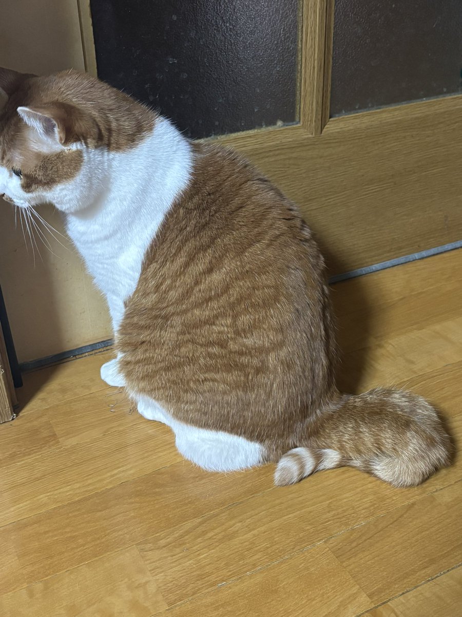 むぎくんのしっぽ
どうやったらこうなるの？