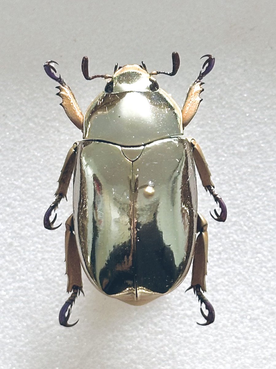 TLに虫のドアップ画像をあげて人々を幸せにしよう計画 リンバータ