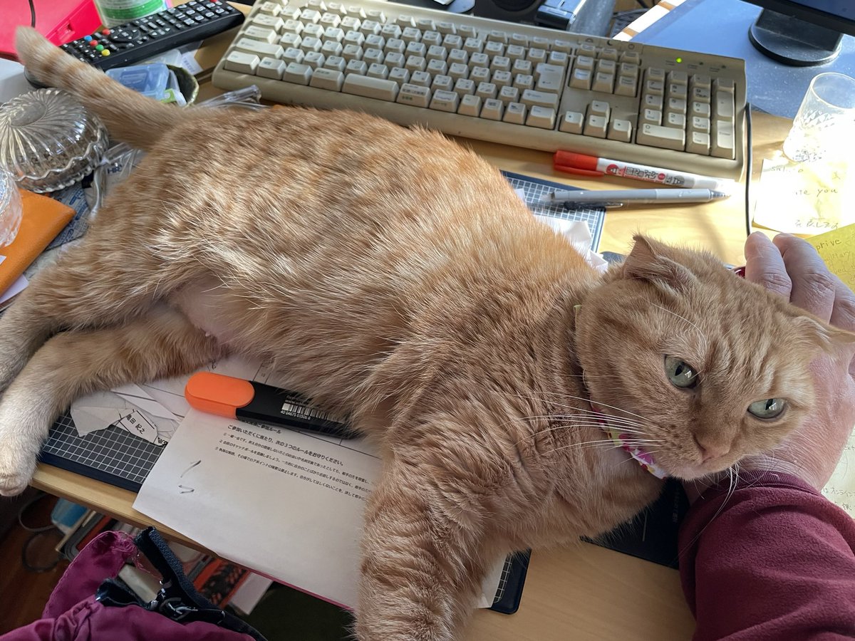 ginmozu's tweet image. 私はココを動かない❗️絶対にダ‼️
という強い意志を感じる。。。
#猫 #にゃんこ #スコティッシュフォールド