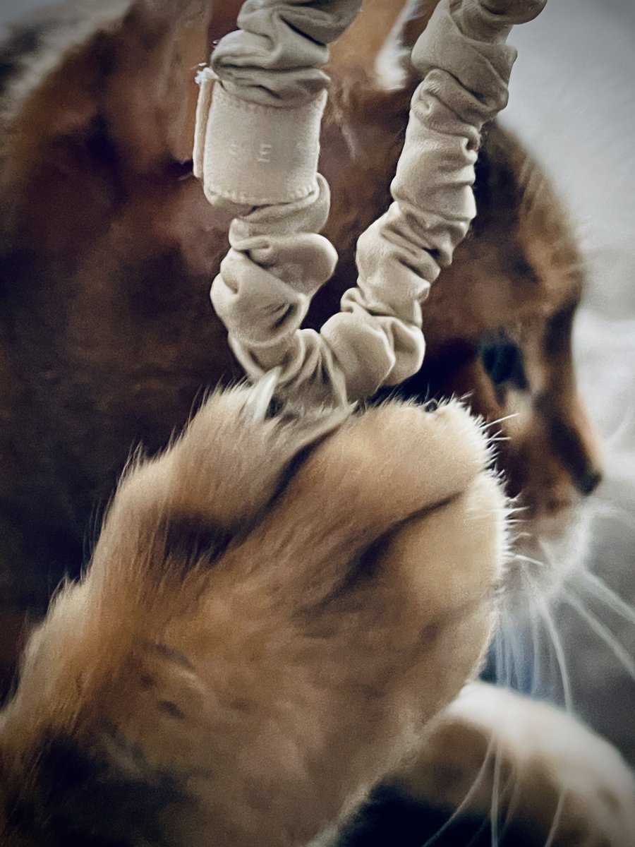 Cute paw 😺 happy #caturday #teambengal #saturdayfun