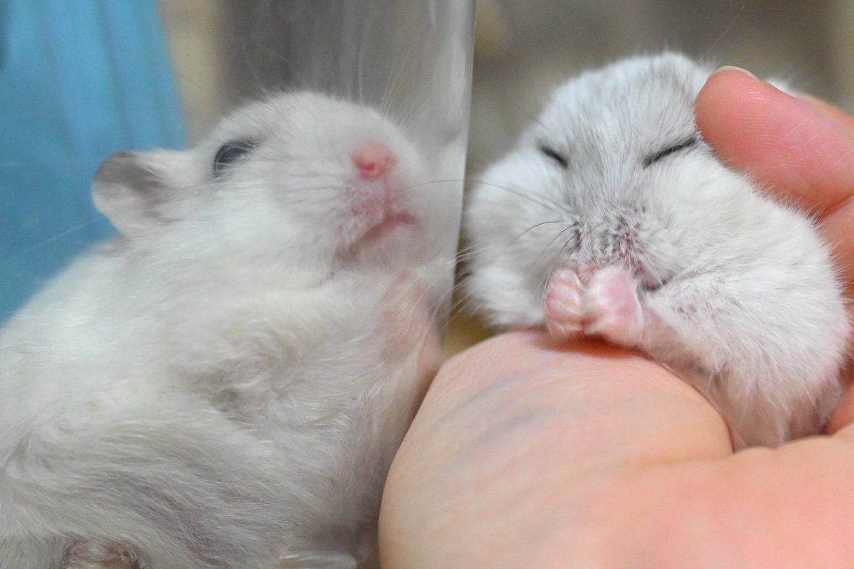 なの「ちち…くしゃい！」
#ハムスター　#ふあくん　#なのちゃん