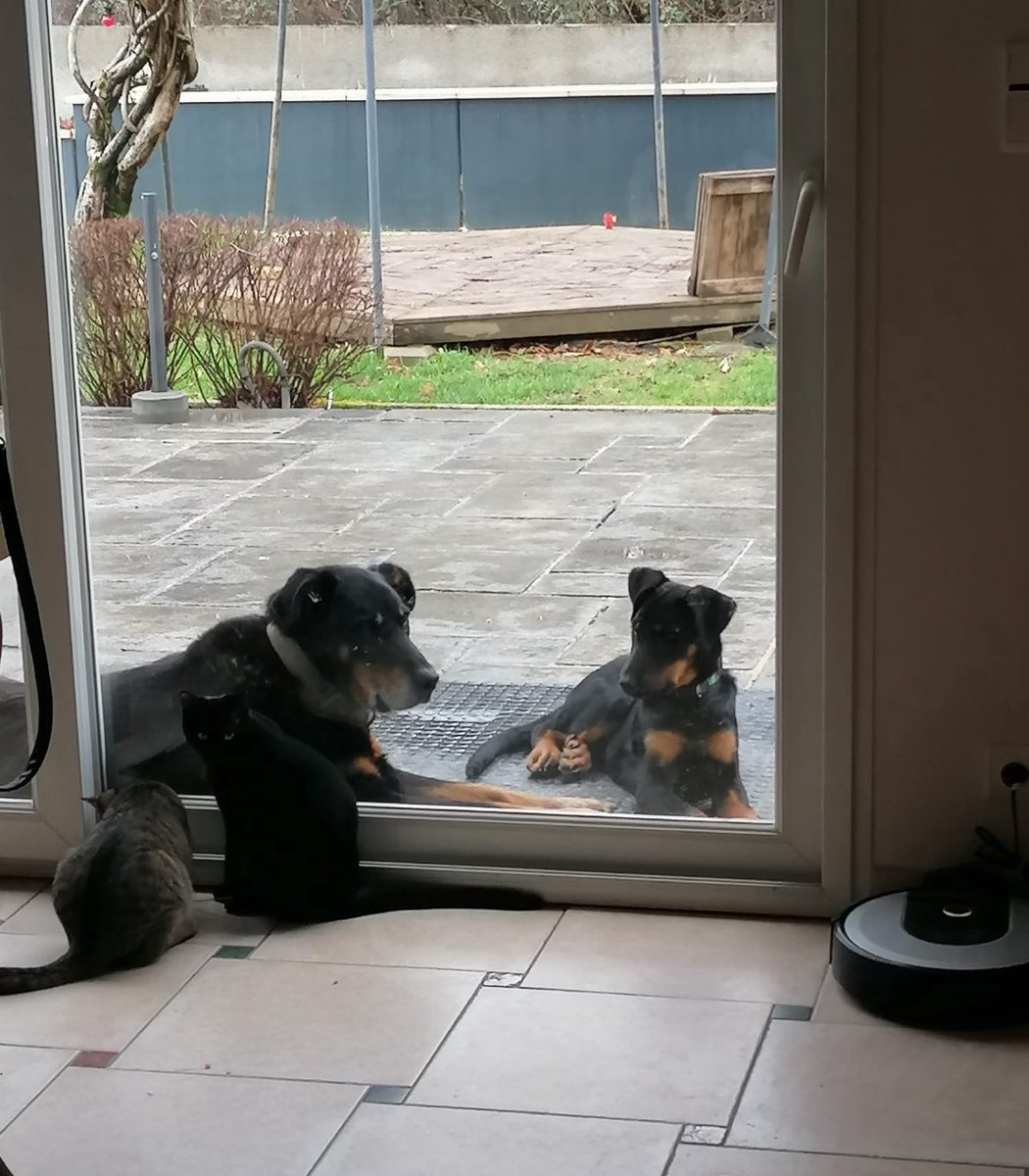 Tankiste_Chrls's tweet image. La nouvelle génération chez mes parents, supervisée par le vieux Junior