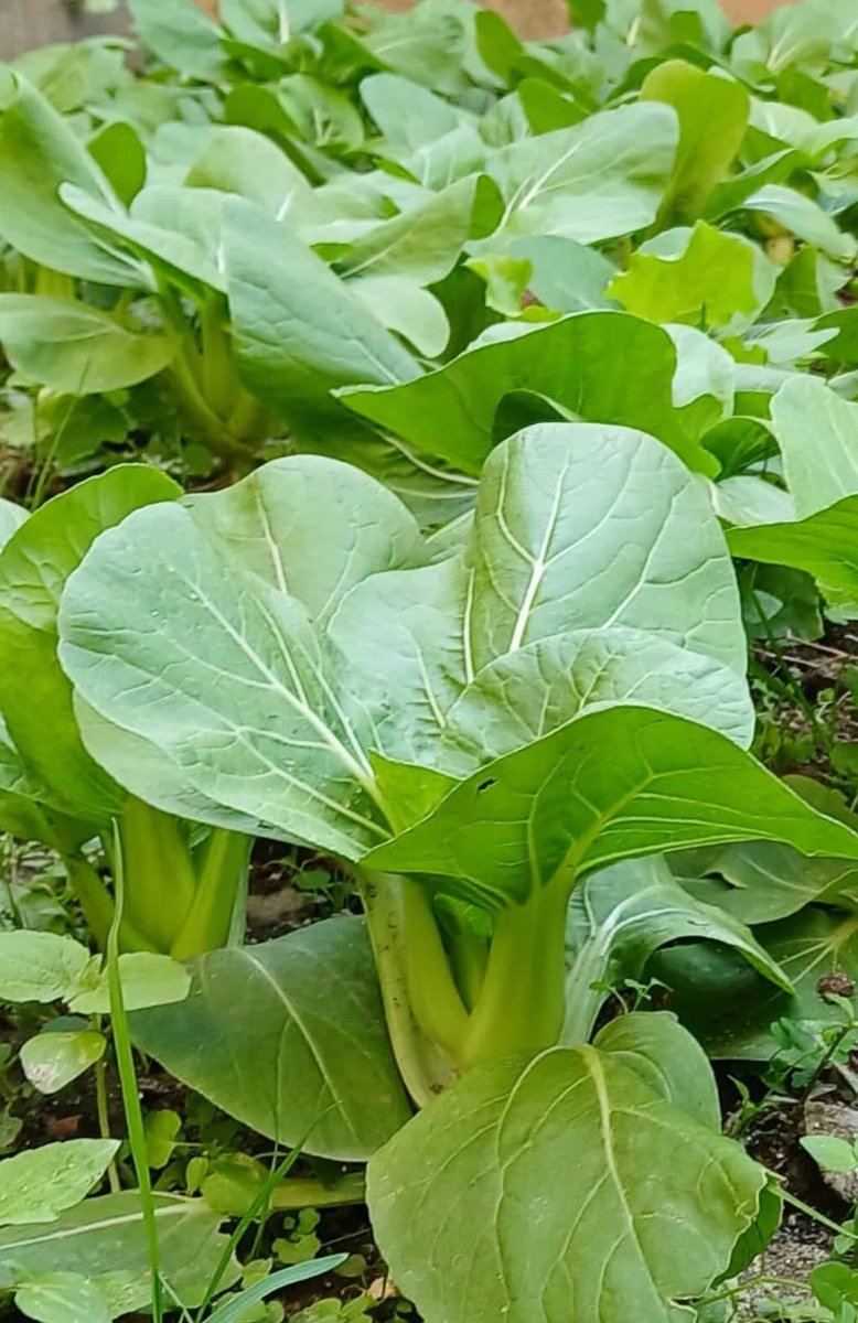 नो पायल्स नो कब्जियत 
आज बारीको काम 
मेहनत ले रंग ल्याओ ❤️
organic
