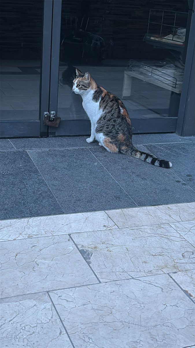 nolur kedimi bulun o her sabah hep aynı yerde beni beklerdi lütfen hangi adrese birakildi ise bana söylensin ben ararım ben bulmak istiyorum <a href="/GOPBelediyesi/">Gaziosmanpaşa Belediyesi</a>