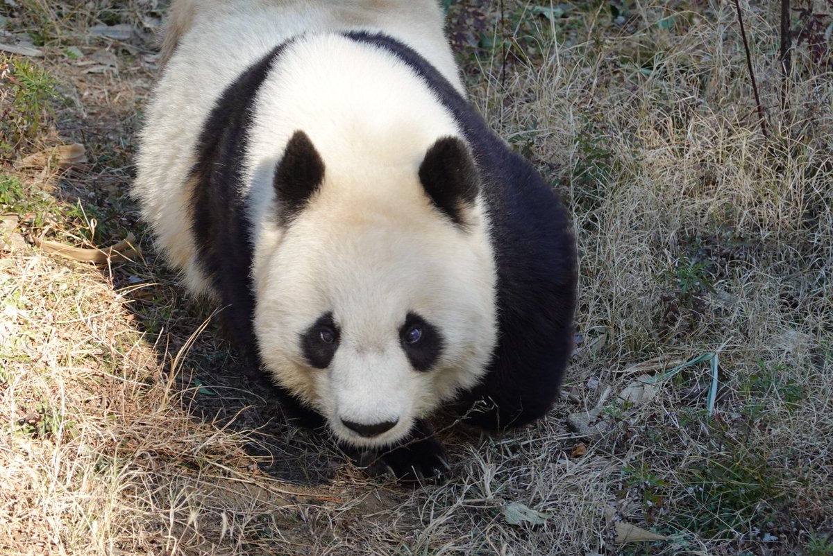 たんたんさん。ご確認お願いいたします♡ おやすみなさい 貴女が来てくれた意味を想う日 #タンタン #王子動物園