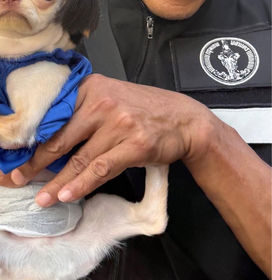 chadchart_team's tweet image. ขยายเวลาแล้ว!
กทม. ขยายเวลาบังคับใช้ ข้อบัญญัติควบคุมการเลี้ยงสัตว์ 1 ปี (จนถึง 10 ม.ค.2570)

โดยประชาชนสามารถลงทะเบียนผ่าน 2 ช่องทาง ได้แก่
ออนไลน์: petregis.bangbangkok.go.th (ต้องล็อกอินผ่านแอป ThaiD). 
ออฟไลน์: นำเอกสารไปยื่นที่สำนักงานเขต หรือคลินิกสัตวแพทย์ กทม. 8 แห่ง (เช่น…