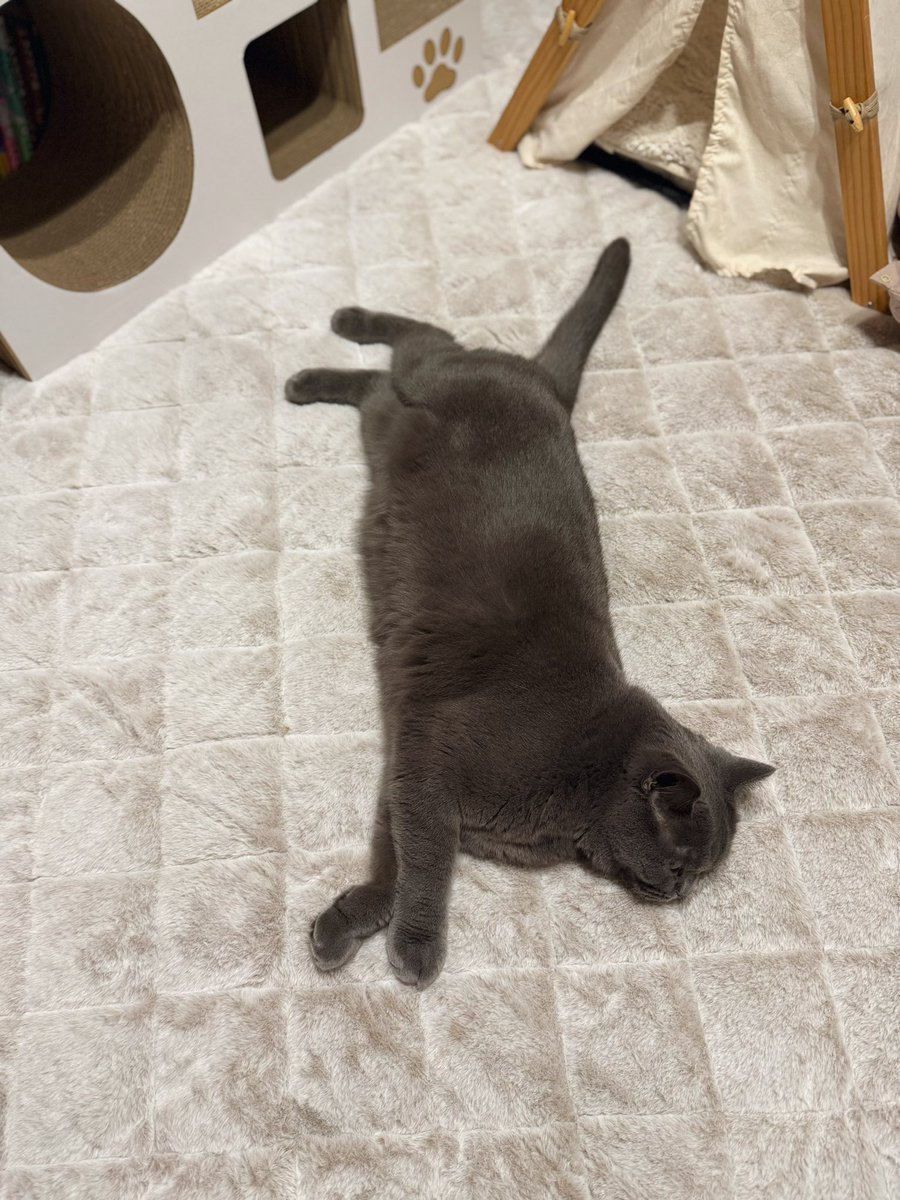 にゃー(飼い猫) (@Fl7m5NyhLHBzLcv) / Posts / X