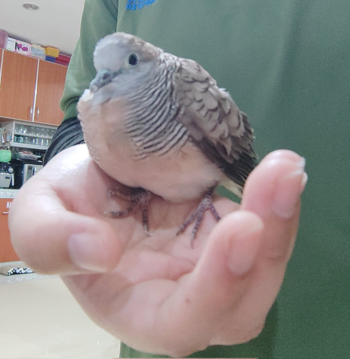 I still can't believe a day after Columbina came home, a zebra dove fell into my care 🕊️