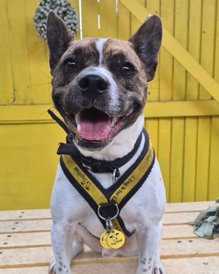 DT_Glasgow's tweet image. Lockie would like to share the love this Saturday with his gorgeous smile 😍

Lockie is still looking for his forever home, after a year and a half in our care.😢  He's looking for a home with his own garden, no other pets, and a family who can help settle him in to a home 🧡