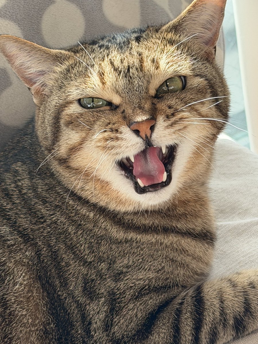 悪い顔選手権😾

ってわけでなく
おしりポンポン撫で撫でを止めると｢おいやめんな｣と怒って甘える複雑な乙女心ですw