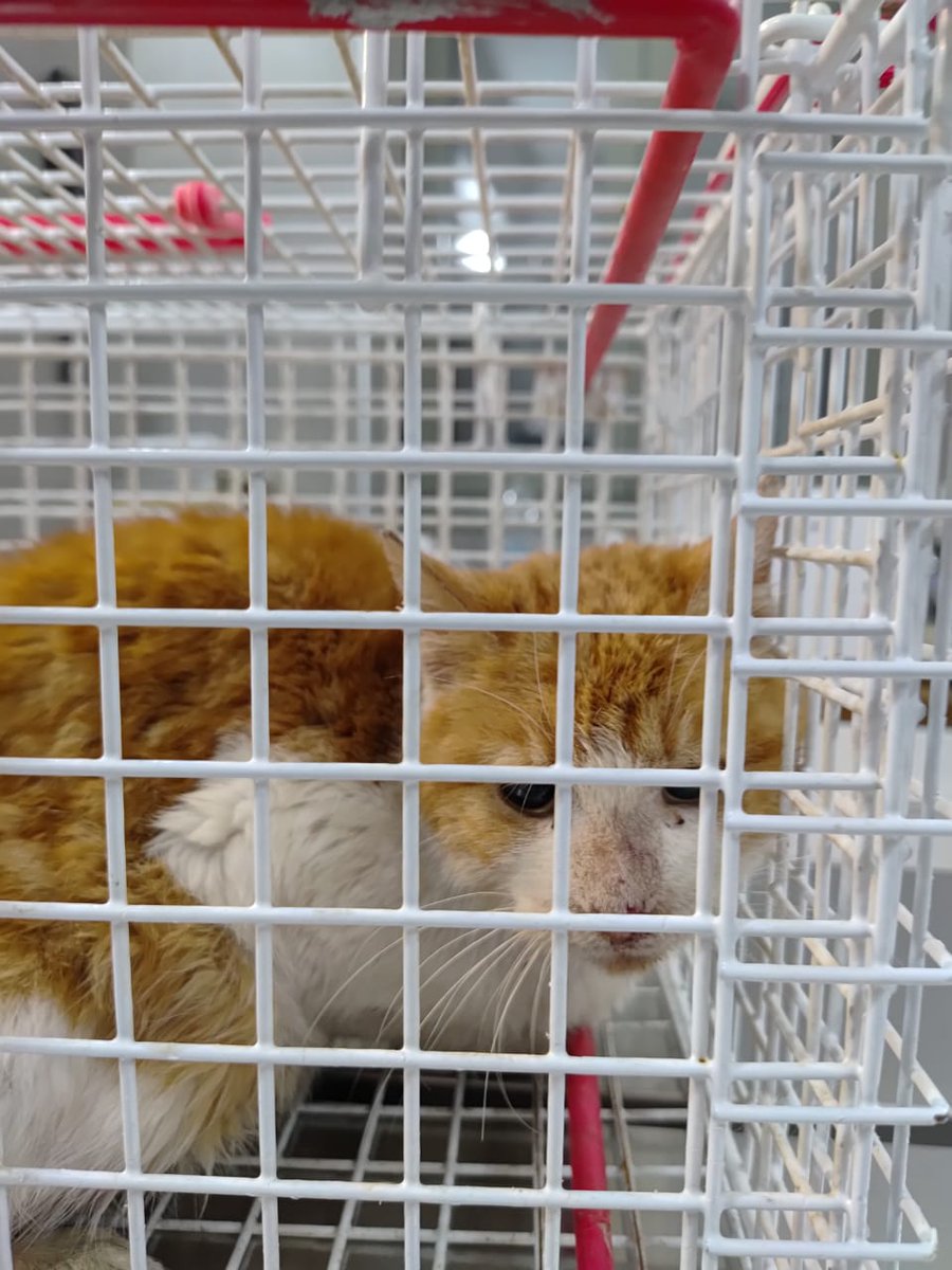 Zaubermaus57's tweet image. Dieser arme Schatz wurde mit einem Spaten verprügelt. Irgendwas im hüftbereich ist gebrochen. Der Täter wurde von Anwohnern festgehalten bis die Polizei vor Ort war. 
Könnt Ihr bitte nochmal bei den op Kosten helfen?
Wer helfen möchte und kann Paypal Account