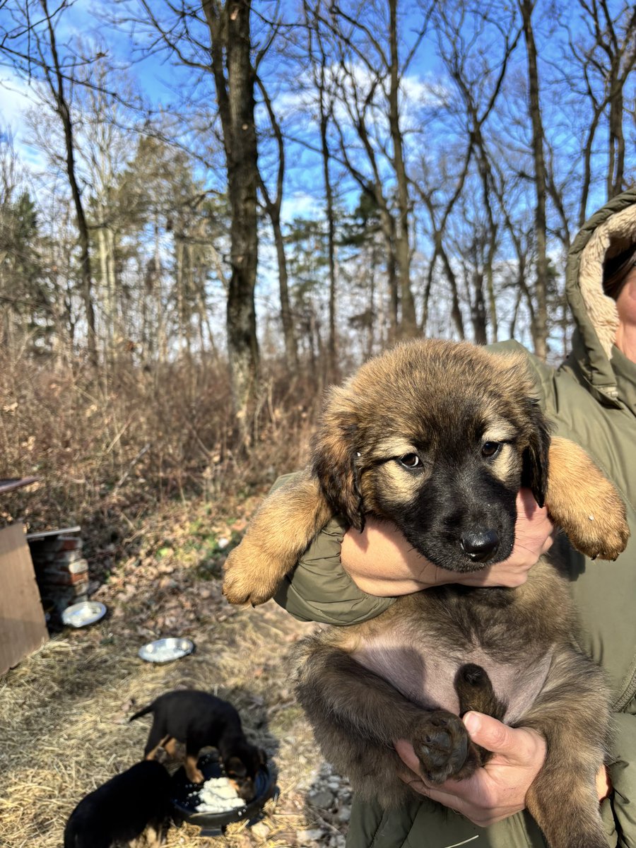 BadnjevicZrinka's tweet image. Udomi Enu! 
Ena je štene izbačeno na ulicu pre oko mesec dana, mešanka šarplaninca ili je bar neki gen pretka šarplaninca “proradio”. Najaktivnija je i najmaznija u leglu. 
Primila je prvu dozu vakcine i očišćena je od parazita. Nalazi se u okolini Beograda.